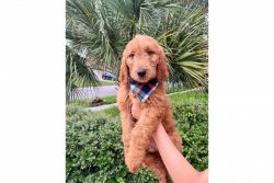 Healthy F1 Standard Goldendoodle puppies available now