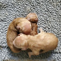 Goldendoodle puppies - males and females