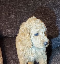 Goldendoodle puppy F1bb