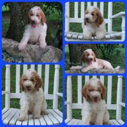 Red and White Parti Goldendoodle!