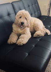 Kylo the Goldendoodle