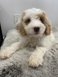 Mini Goldendoodle - comes with crate, bed, and food.