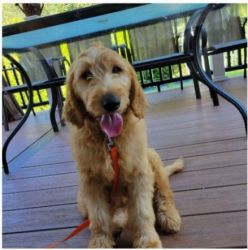 Discover this adorable Goldendoodle puppy dog