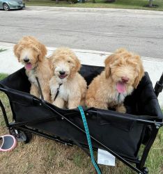 Golden Doodle Puppies for Adoption