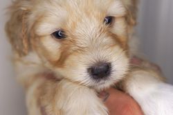 Golden doodle/mini siberian puppies for sale!