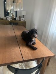 Fixed golden doodle for sale