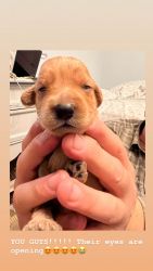 Mini golden doodle puppies need to be re homed!