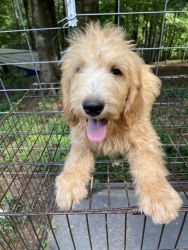 Goldendoodle MALE puppy