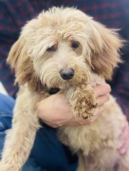 Mini Golden doodle in need of home