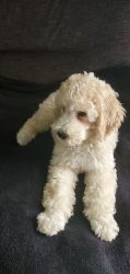 Male goldendoodle puppy