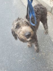4 month old Black/Silver Goldendoodle puppy