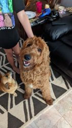 8 mo. Golden Doodle Great for Families