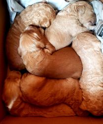 Goldendoodle Puppies F1B