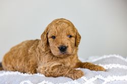 Adorable Goldendoodle puppies!