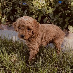 Teacup Goldendoodle Puppy Male