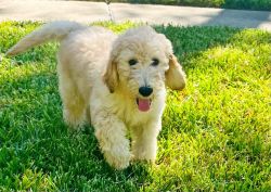 Goldendoodle - Male