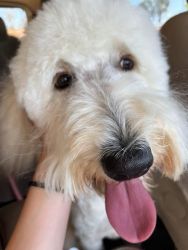 Family Friendly Goldendoodle