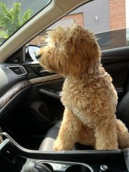 Goldendoodle looking for a new home