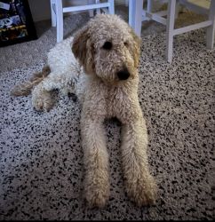 Golden Doodle looking for new home (2yrs old)