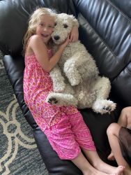 11mo old f2b goldendoodle siblings
