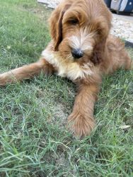 Male F2B goldendoodle