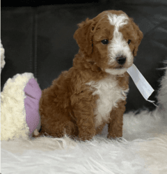red golden doodle available for new home
