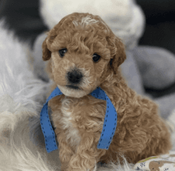 goldendoodle available for new home