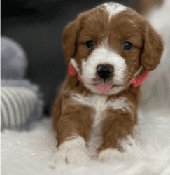 Red Goldendoodle available for new home