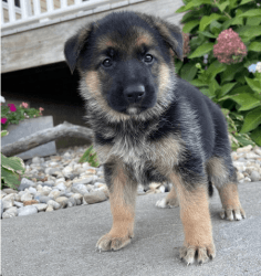 German shepherd available a new home