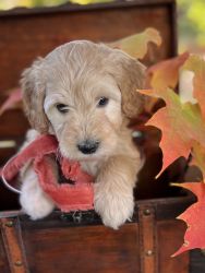 Mini F1B goldendoodle pups for adoption