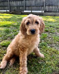 Golden doodle looking for new family