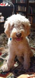 Wonderful family Golden Doodle - Molly!