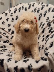 Goldendoodle puppies for rehoming