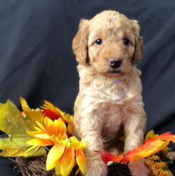 Mini Goldendoodle looking for forever home