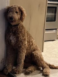 1 year old Goldendoodle