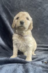 Pure bread Golden Doodles available for pick up November 20th