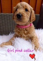 Stunning Goldendoodle Puppies Ready