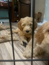 golden doodle puppes