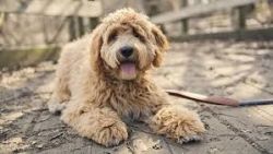 Cute Golden Doodle Puppies Needing New Homes Today
