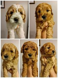 Mini Goldendoodle puppies *Only 2 left!*