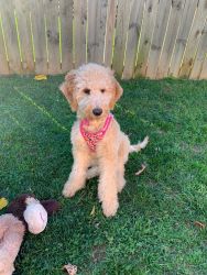 Golden doodle puppy 5 months