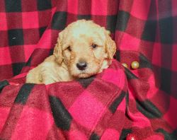 Golden Labra doodle puppies ready to go home before Christmas!