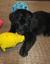 Black Friday Special 9 weeks old Golden Mountain Doodle puppy