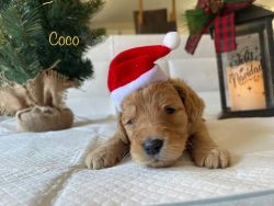 Beautiful Golden Doodle puppies ready for their forever home