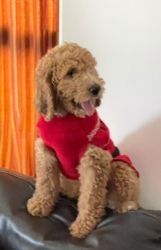 Goldendoodle ready for their forever home