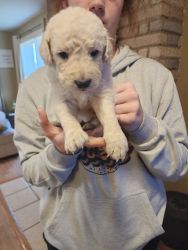 9 Golden Doodle puppies. 3 male and 6 Female.