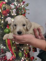 Loving F1 Goldendoodle puppies ready at Christmas!
