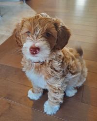 Golden-doodle Puppy Looking for Good And Loving Home