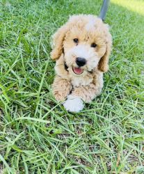 i am selling my dog ​​is a mini golden Doodle