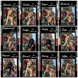 Christmas goldendoodle puppies 12/24